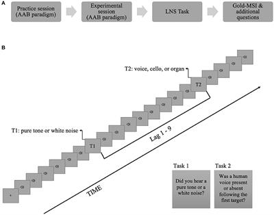 No Evidence for an Auditory Attentional Blink for Voices Regardless of Musical Expertise